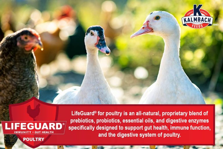 20% Non-GMO Flock Maker™ Crumble Feed - Image 5