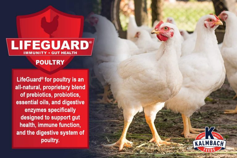 22% Start-To-Finish Meatbird (Non-GMO) - Image 5