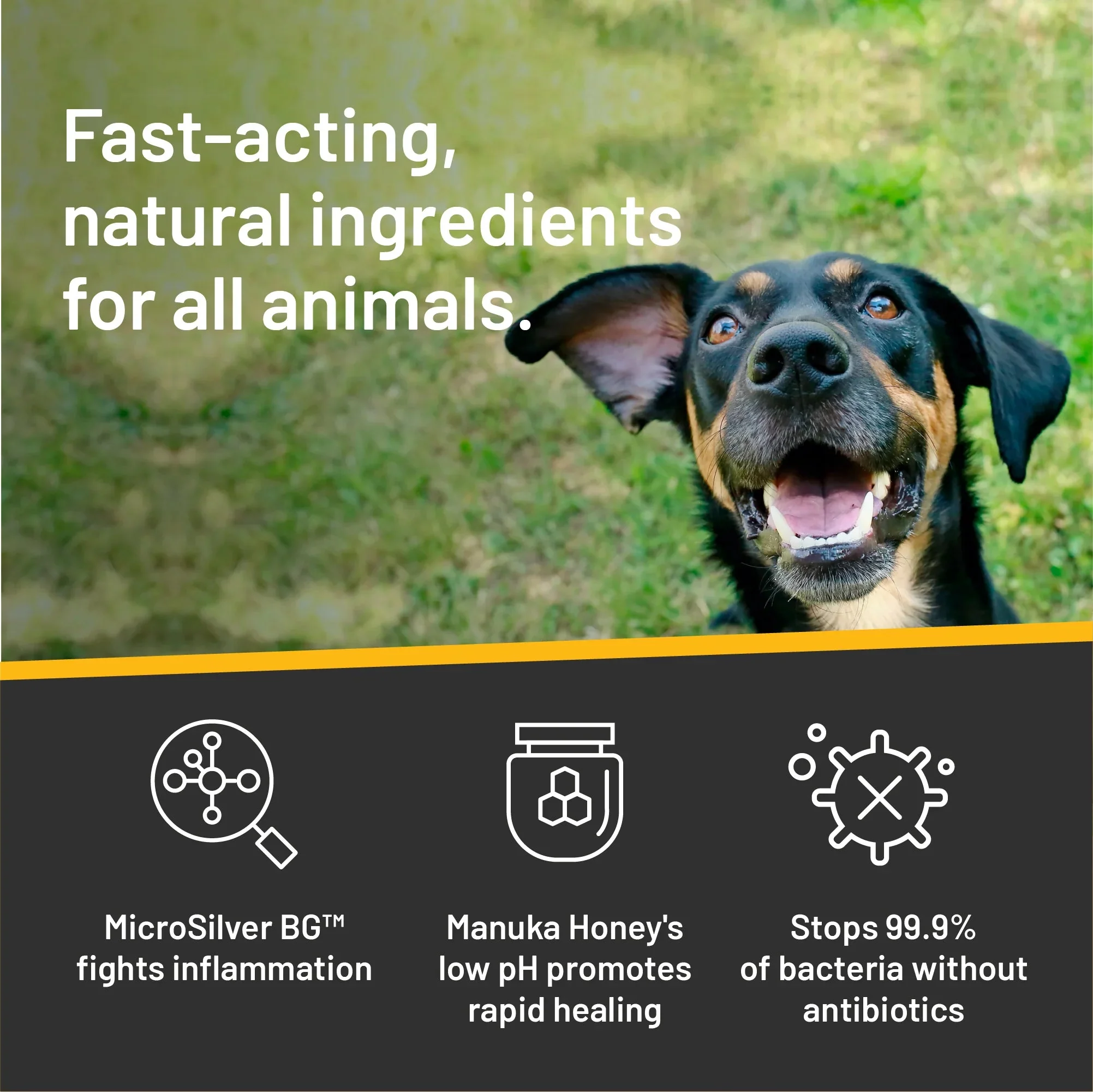 Absorbine Silver Honey® Rapid Ear Care Vet Strength Ear Rinse - Image 6