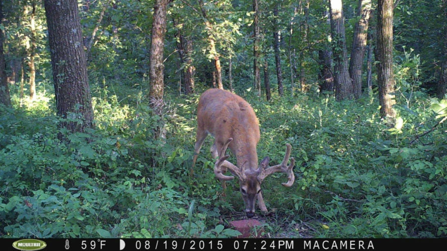 Antler King Apple Burst Mineral Block - Image 4