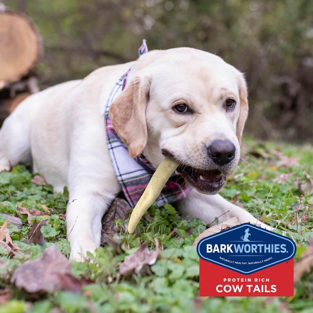 Barkworthies All Natural Mega Cow Tail Dog Chew - Image 3