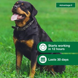 Advantage II XL Dog Vet-Recommended Flea Treatment & Prevention - Image 6
