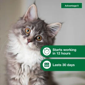 Advantage II Kitten Flea Treatment & Prevention - Image 6