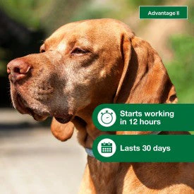 Advantage II Large Dog Vet-Recommended Flea Treatment & Prevention - Image 6