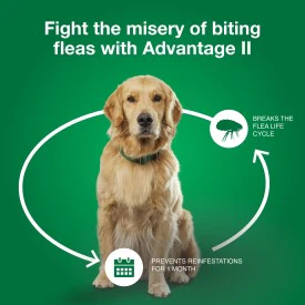 Advantage II Medium Dog Vet-Recommended Flea Treatment & Prevention - Image 8