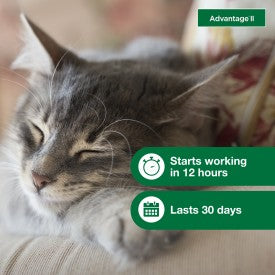 Advantage II Small Cat Vet-Recommended Flea Treatment & Prevention - Image 9