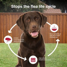 K9 Advantix II XL Dog Flea, Tick & Mosquito Treatment & Prevention - Image 6