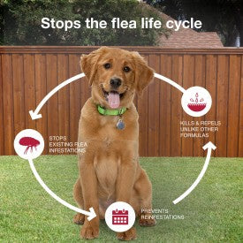 K9 Advantix II Flea, Tick & Mosquito Treatment & Prevention for Medium Dogs - Image 7