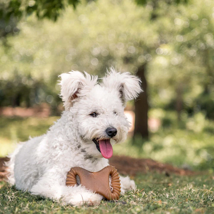 Benebone Bacon Dental Chew - Image 3