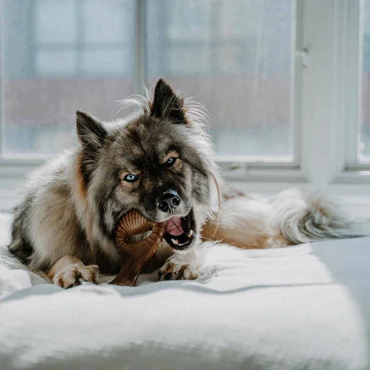 Benebone Peanut Butter Dental Chew - Image 10