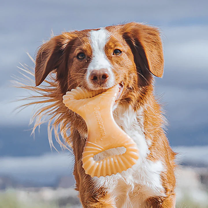 Benebone Chicken Dental Chew - Image 8