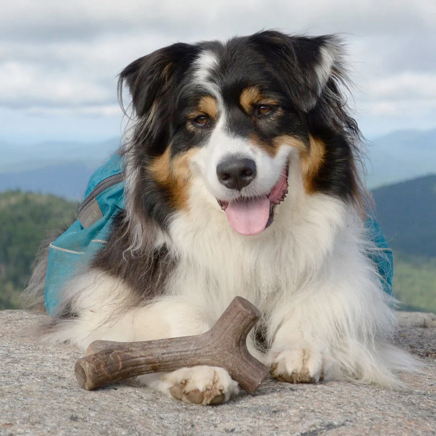 Benebone Maplestick - Image 6