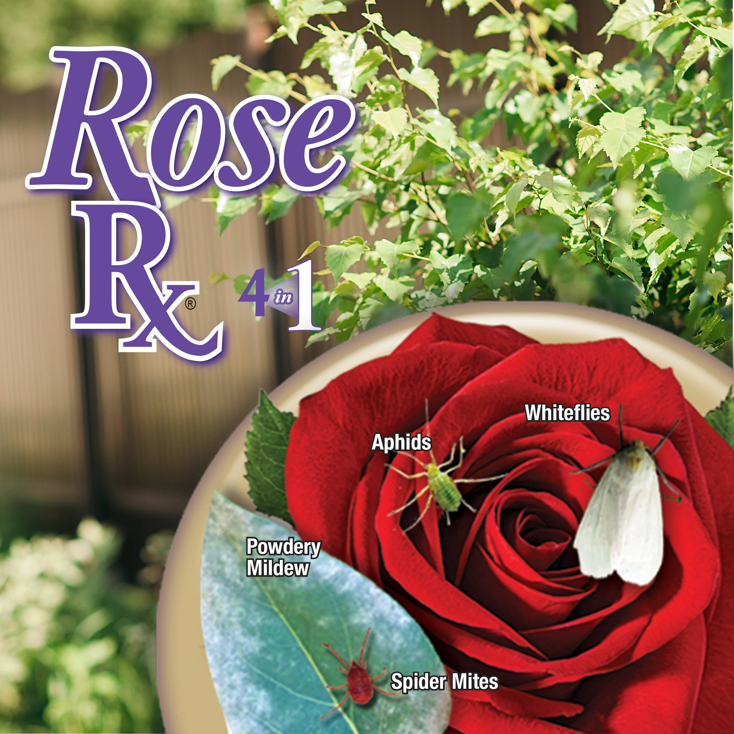 Bonide Captain Jack’s Rose Rx® 4-in-1 Concentrate - Image 4