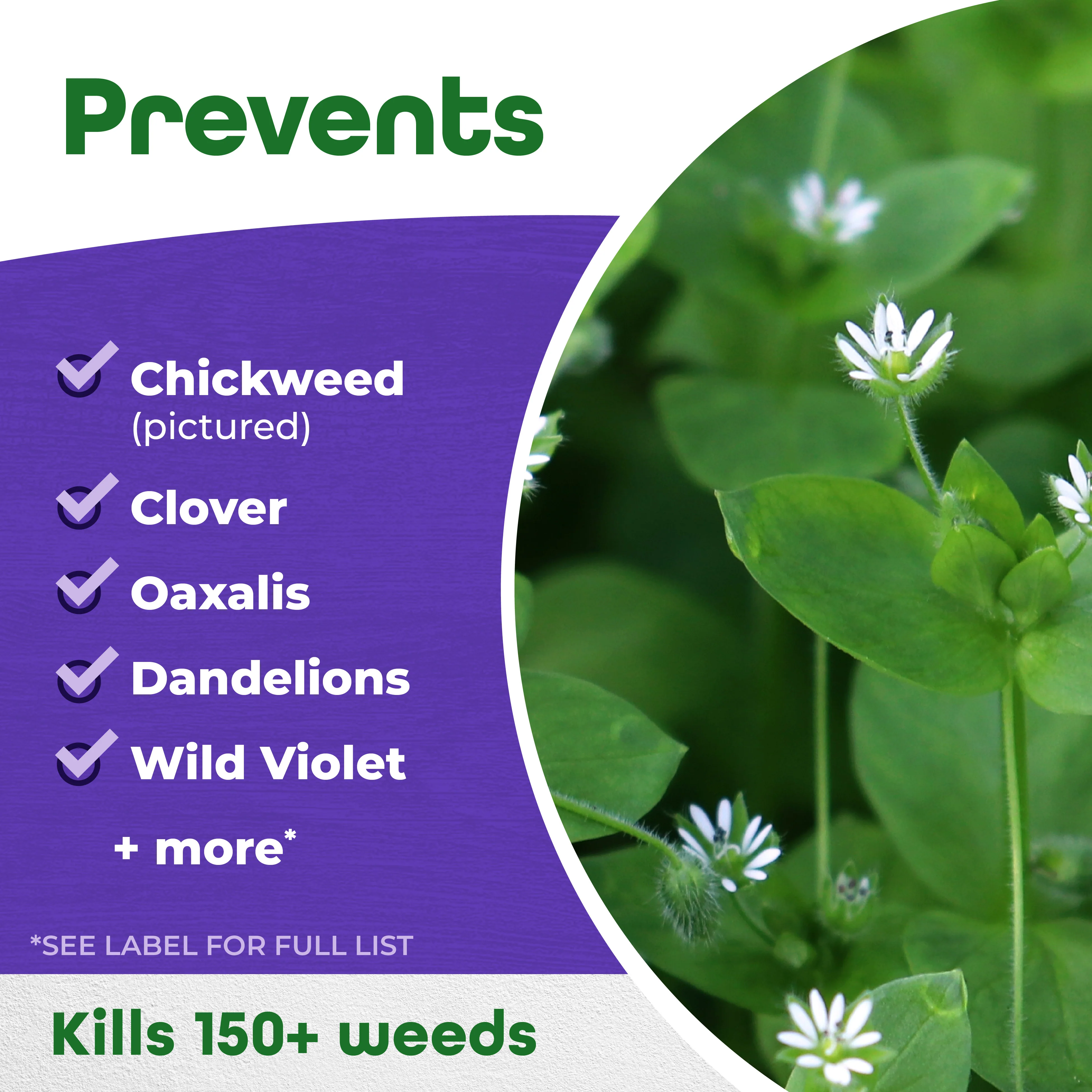 Bonide Chickweed, Clover & Oxalis Killer Ready-to-Use - Image 6