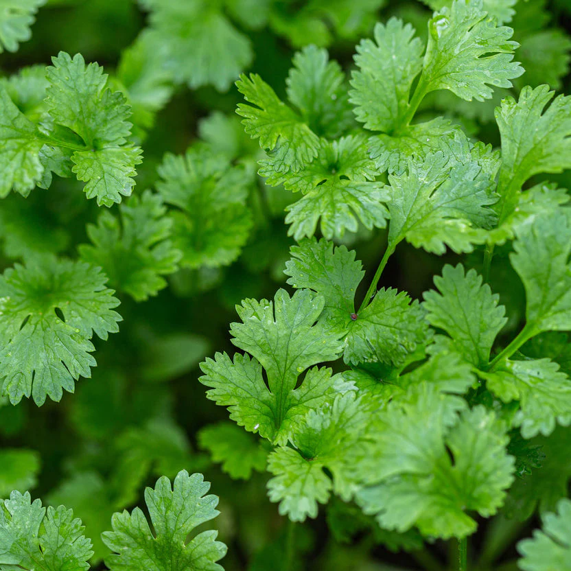 Bonnie Plants Cilantro (2 Pack) - Image 2