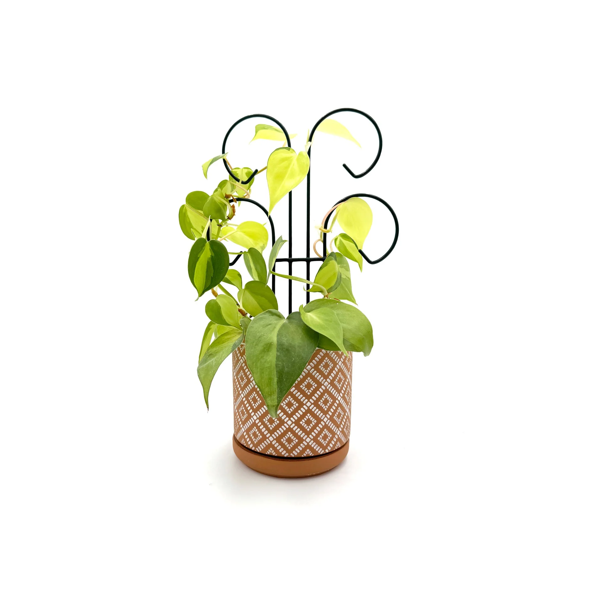 Bosmere Houseplant Trellis- 12" Mini Scroll Pot Trellis - Image 2
