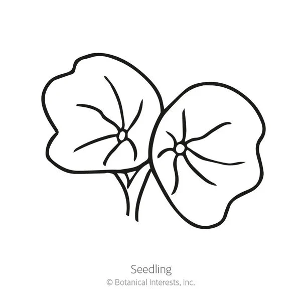 Botanical Interests Black Velvet Nasturtium Seeds - Image 2