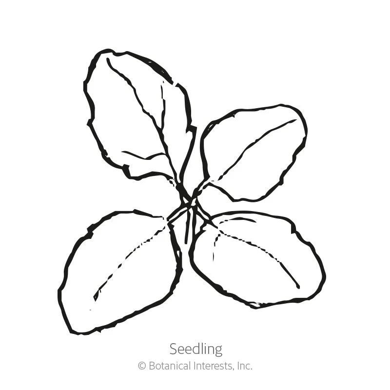 Botanical Interests Brightest Brilliant Rainbow Quinoa Seeds - Image 2