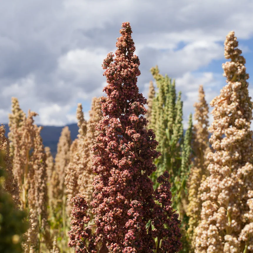 Botanical Interests Brightest Brilliant Rainbow Quinoa Seeds - Image 4