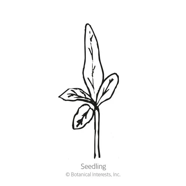 Botanical Interests Long Purple Eggplant Seeds - Image 2