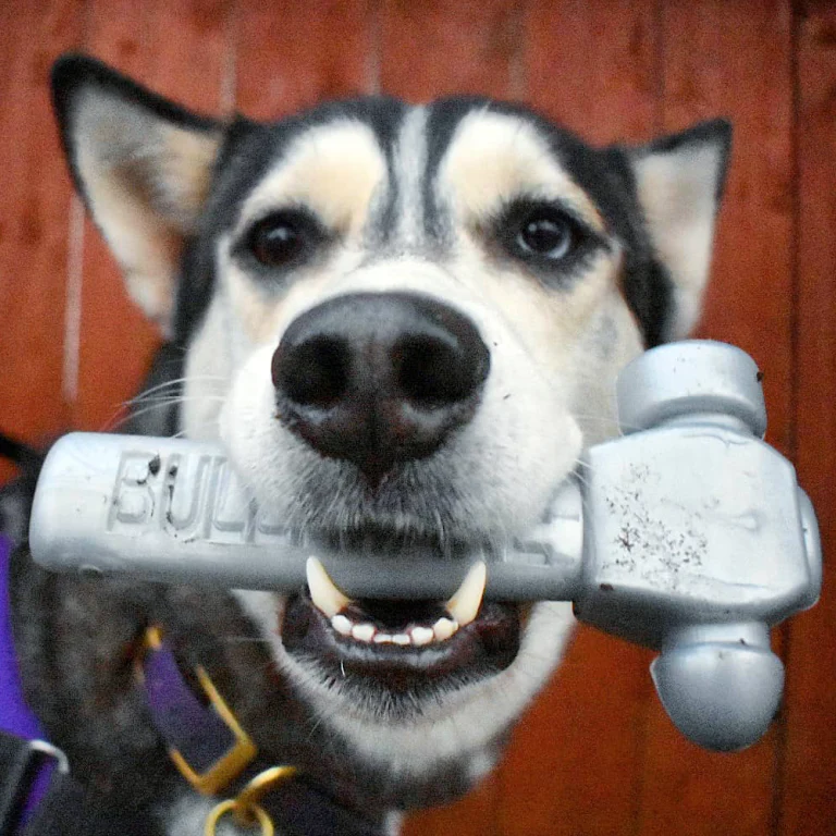 Bullymake Hammer Nylon Dog Toy For Super Chewers - Image 3