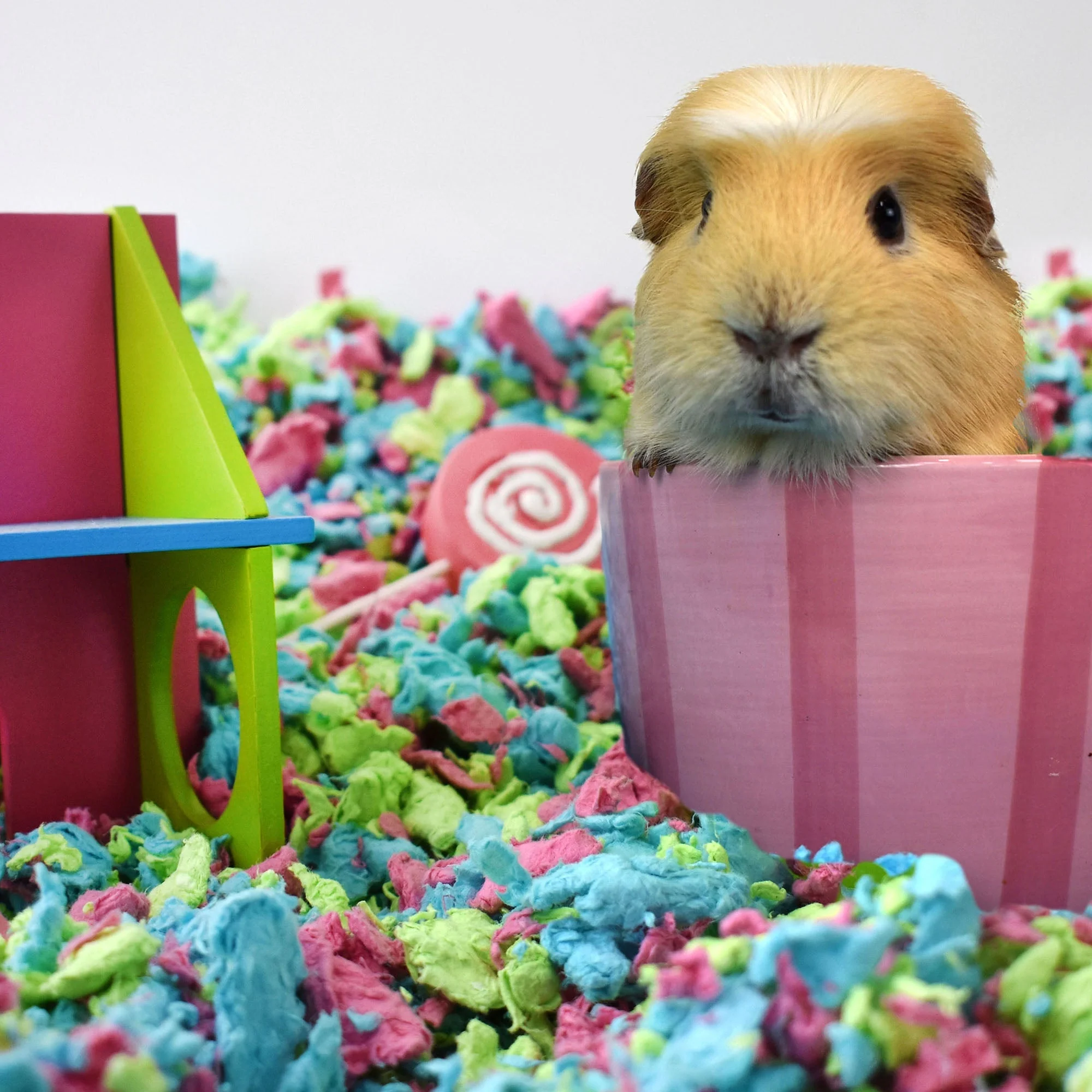 Carefresh® Special Edition Small Pet Paper Bedding - Image 4