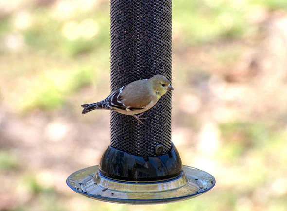 Classic Brands Droll Yankees® Onyx Clever Clean® Finch Screen Feeder with Easy Opening - Image 3