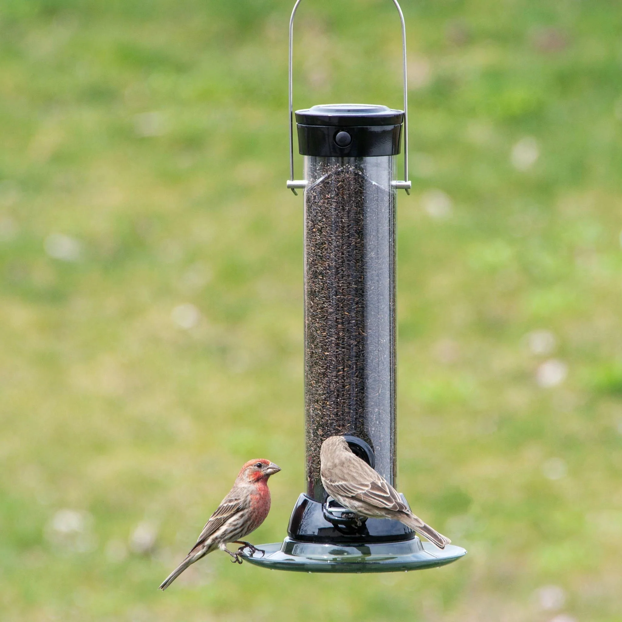 Classic Brands Droll Yankees® Onyx Clever Clean® Thistle Finch Feeder with Easy Opening - Image 3