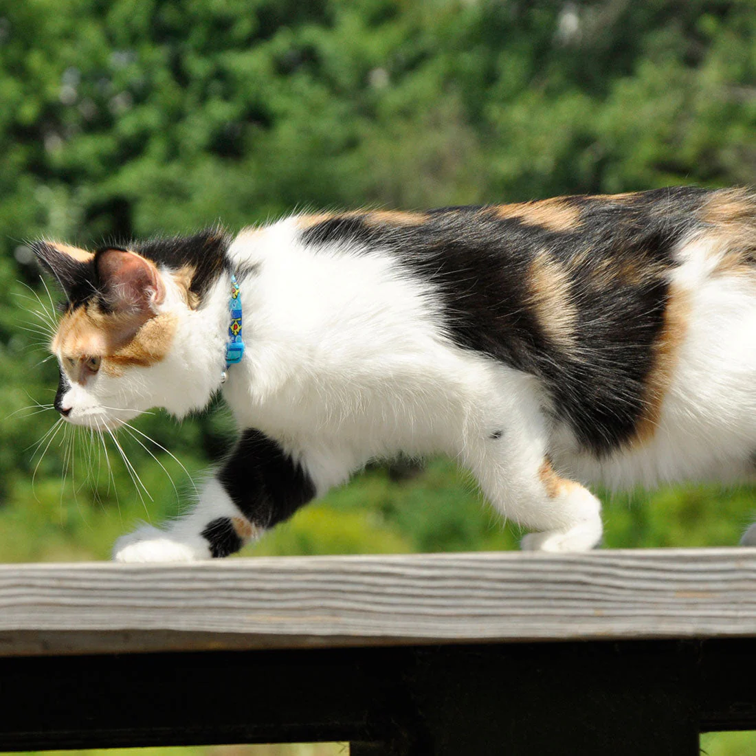 Coastal Pet Product Safe Cat Fashion Adjustable Breakaway Collar - Image 2