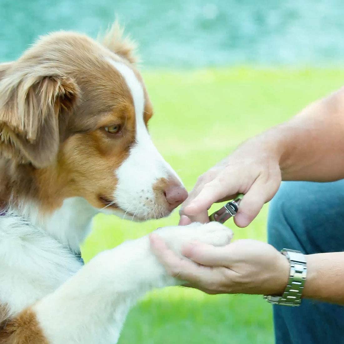 Coastal Pet Products Safari Guillotine Dog Nail Trimmer - Image 3