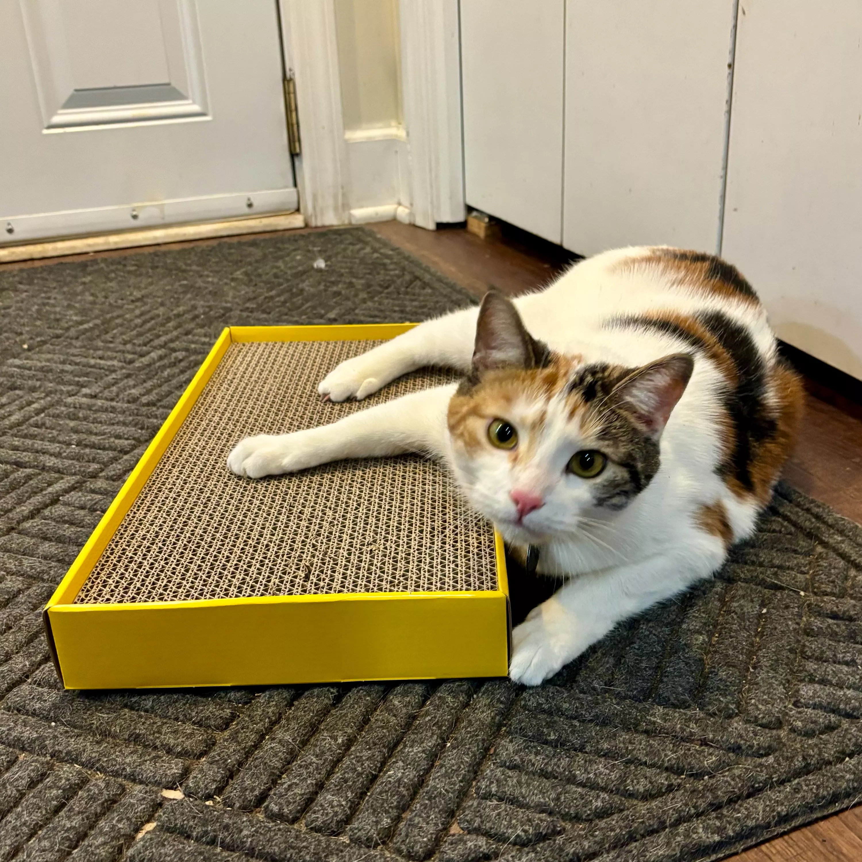 Coastal Pet Turbo by Coastal Rectangle Cat Scratcher - Image 7