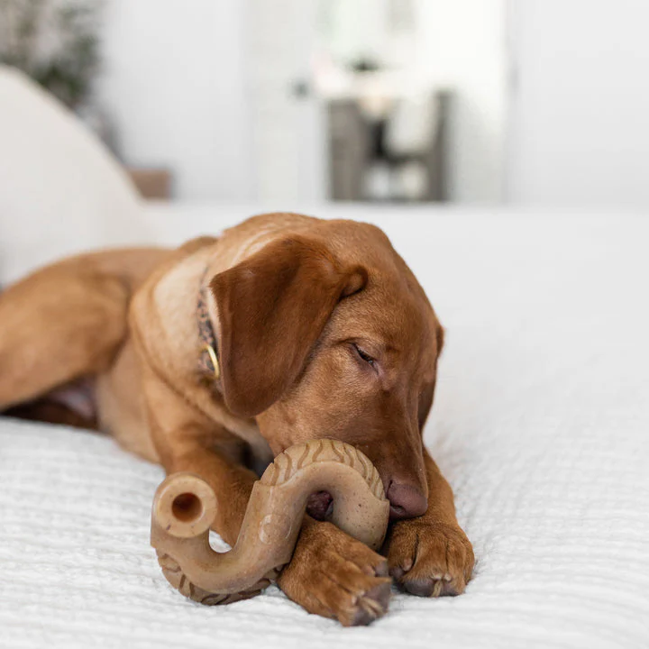 Benebone Tripe Bone Durable Dog Chew Toy - Image 3