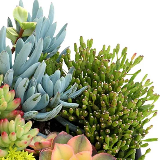 Living Canvas Succulent Planter - Image 4