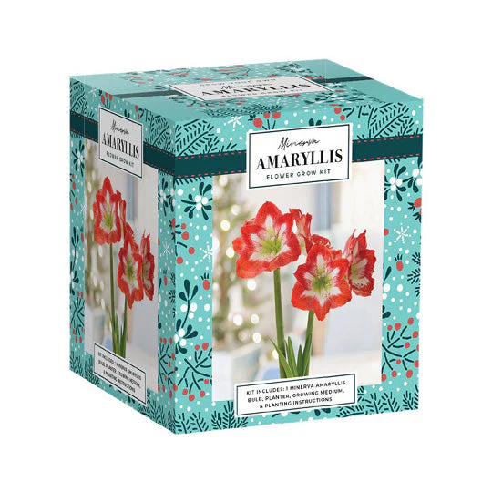 Netherland Bulb Company HG Essentials Amaryllis Holiday Gift Growing Kit - Image 2