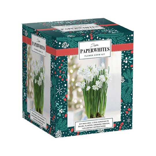Netherland Bulb Company HG Essentials Amaryllis Holiday Gift Growing Kit - Image 4