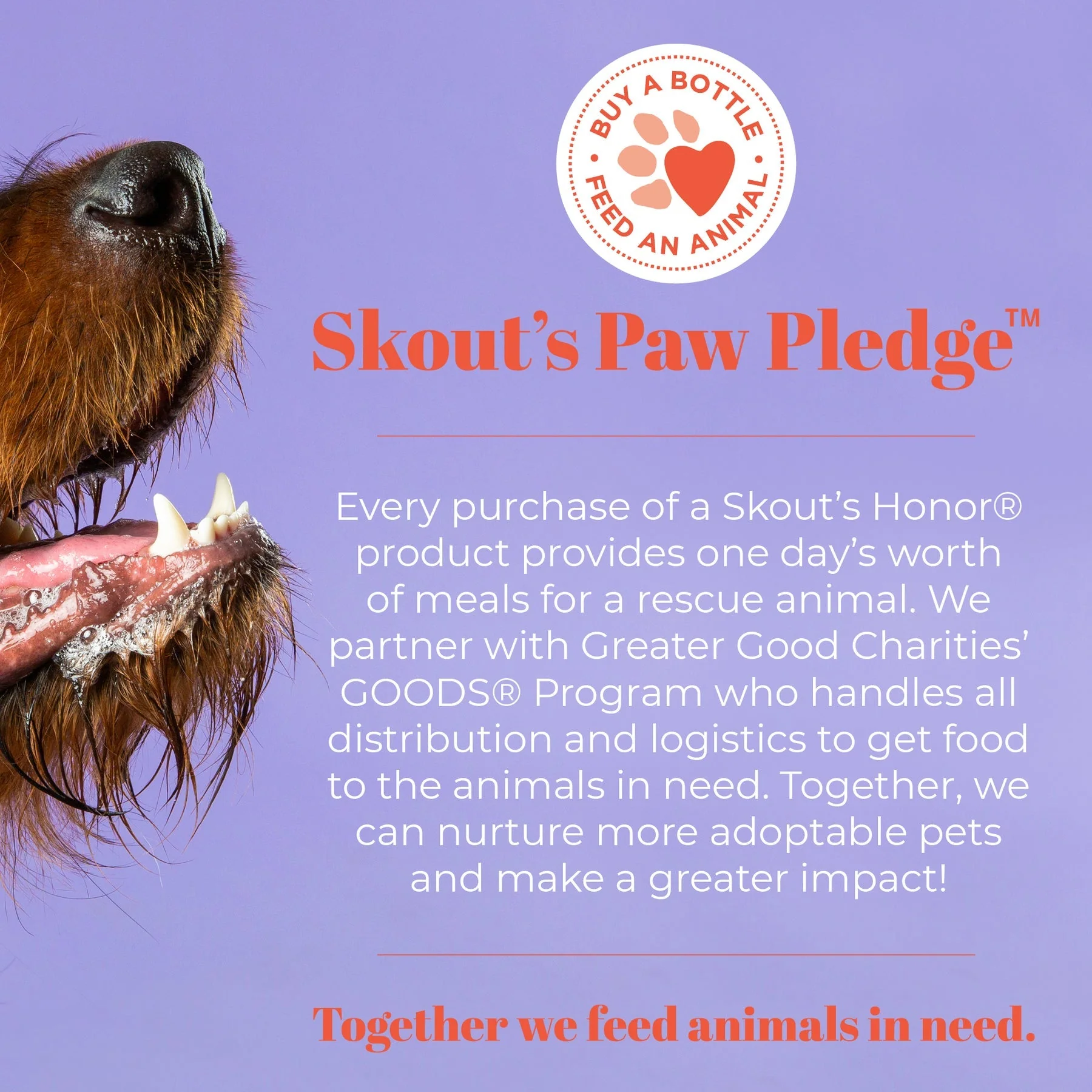 Skout's Honor Oral Care Dental Wipes - Image 7