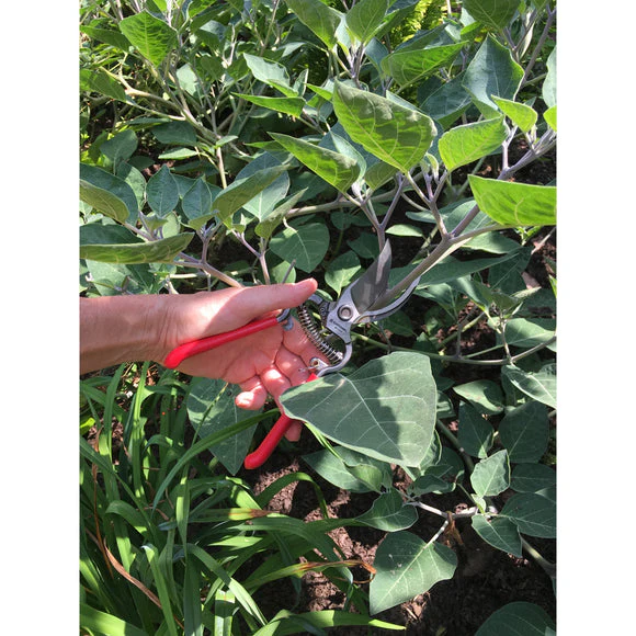 Corona ClassicCUT® Bypass Pruner - 3/4 in - Image 2