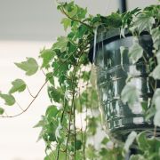 Curtis Wagner Plastics 10″ Hanging Basket Drip Pan - Image 2