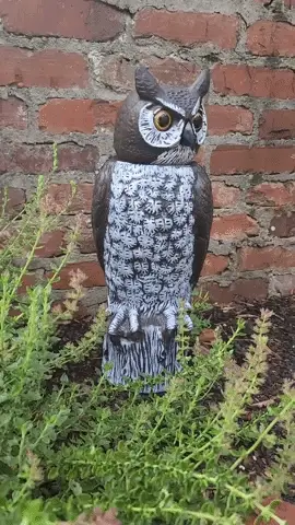 Dalen Rotating Head Owl - Image 3
