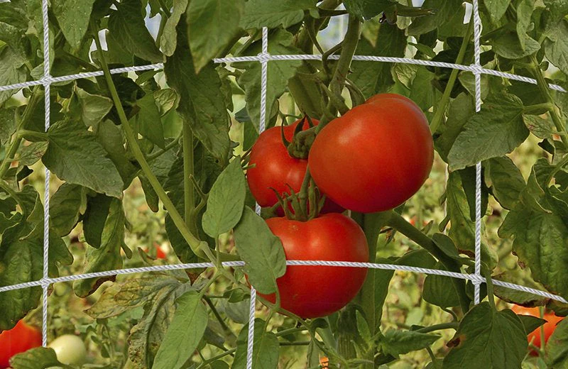 Dalen Trellis Netting - Image 2