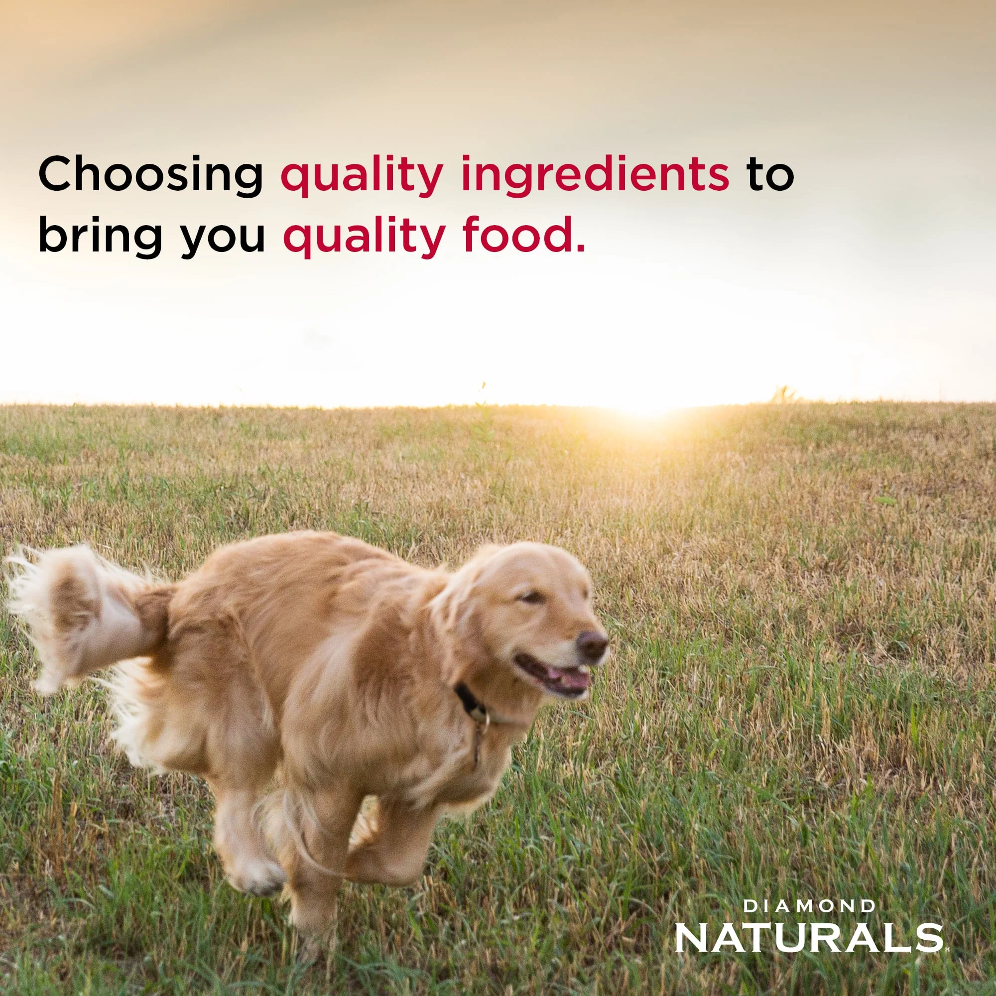 Diamond Naturals Lamb Meal & Rice Adult Dry Dog Food - Image 5