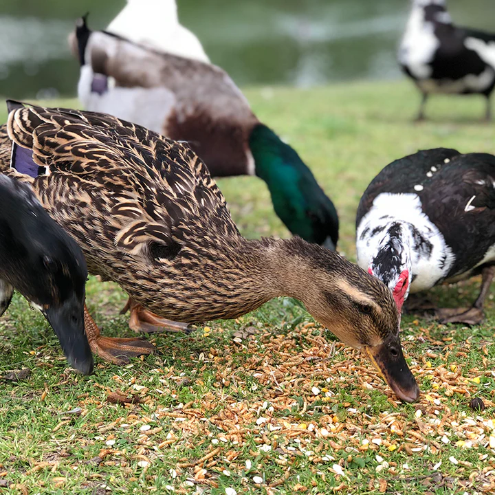 Duck Pond Medley™ - Image 3