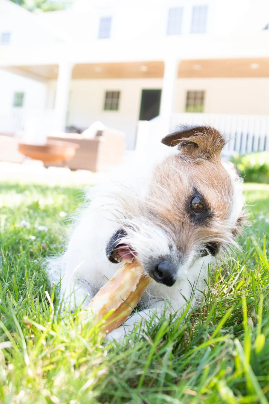 Earth Animal Pork No-Hide® Wholesome Chews - Image 3