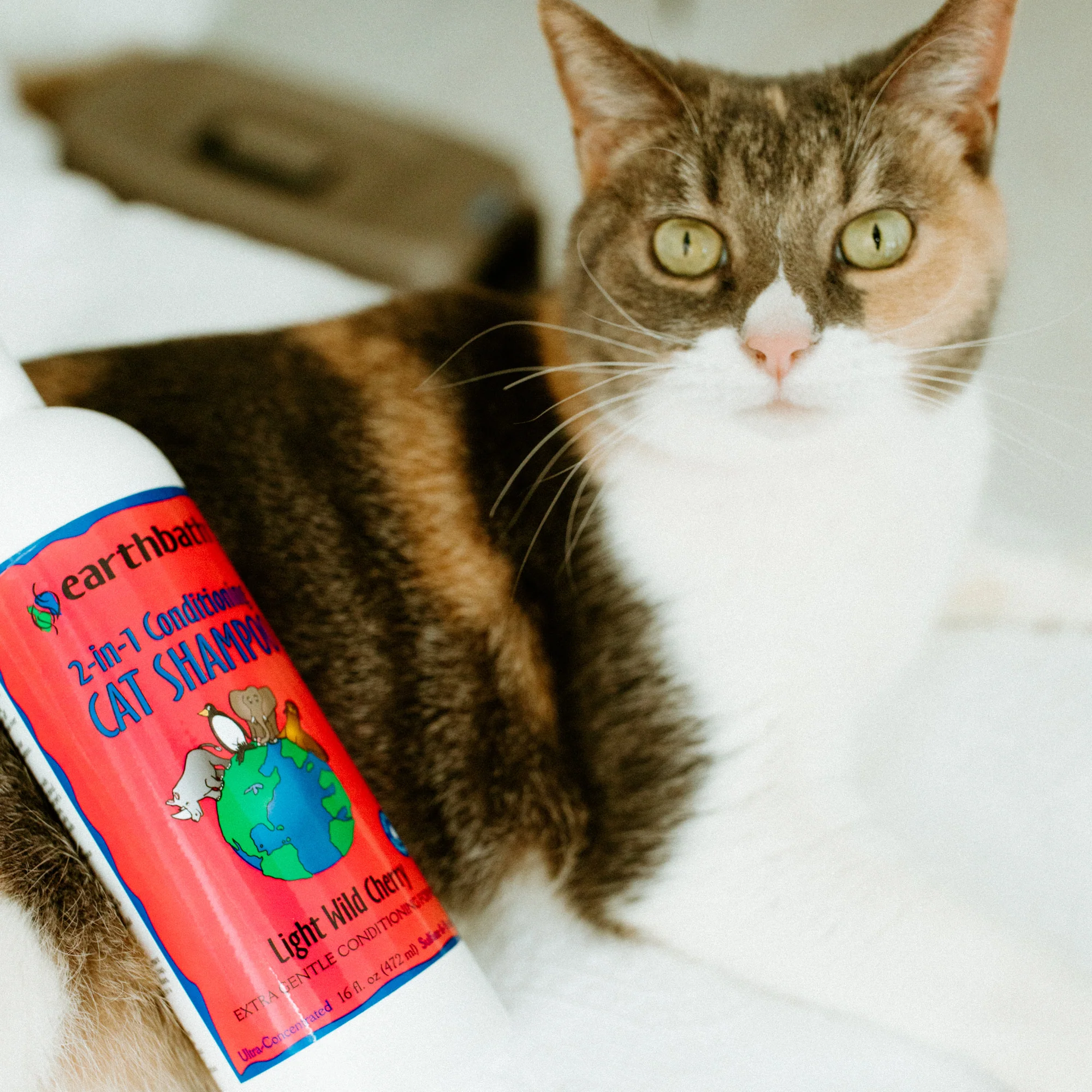 Earthbath 2-in-1 Conditioning Cat Shampoo - Image 5