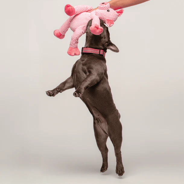 Fab Dog Floppy Pig Dog Toy - Image 3