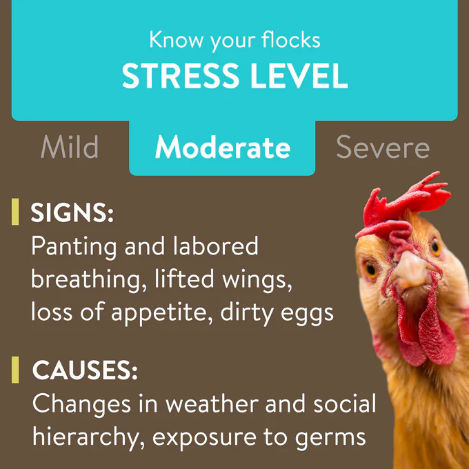 FlockLeader RECOVER PLUS - Image 4