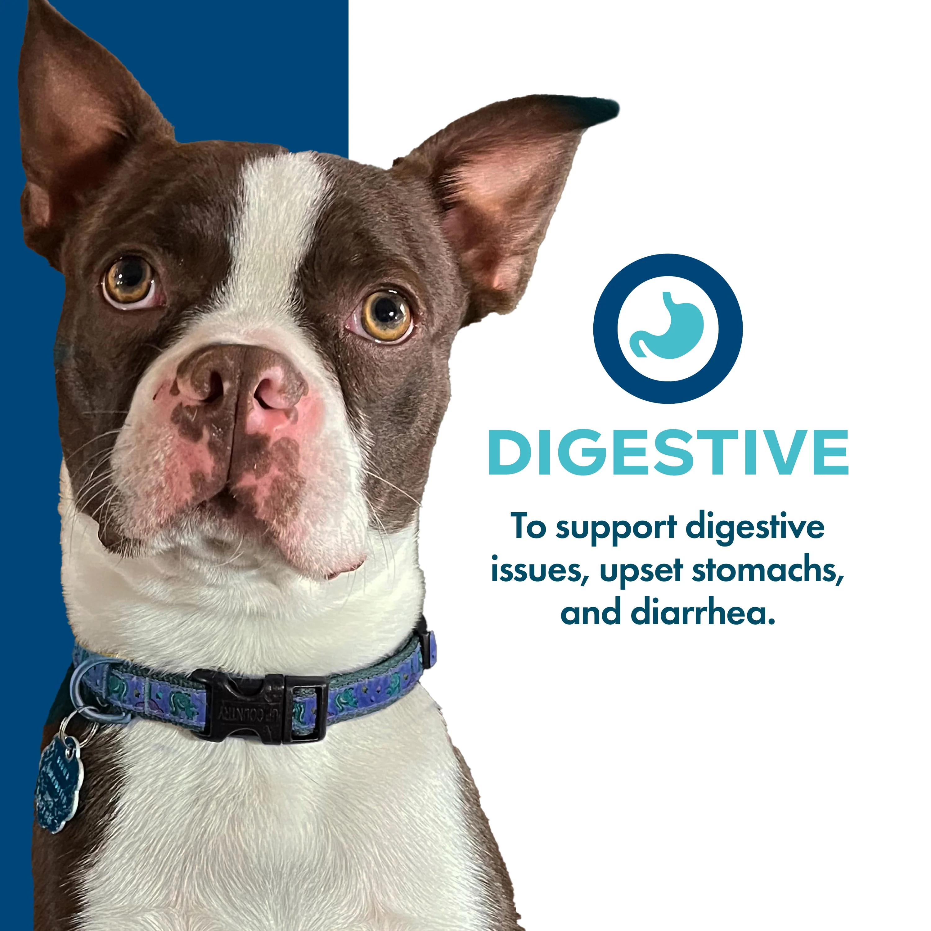 Fromm Digestive Supplement Pâté Wet Dog Food - Image 2