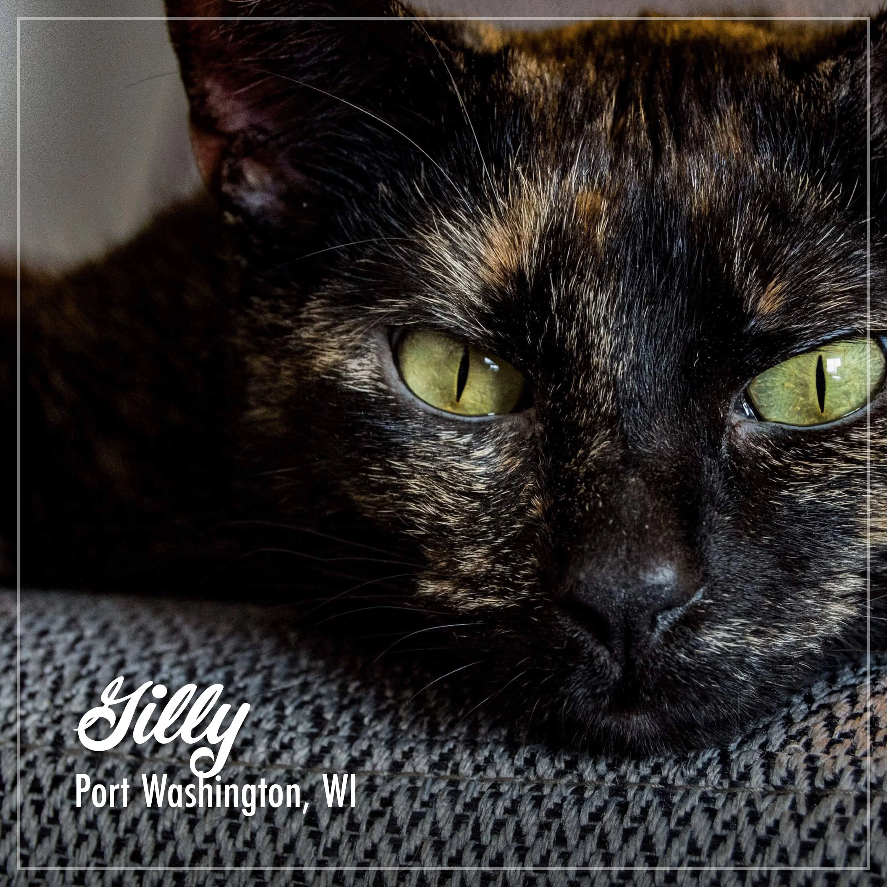 Fromm Purrsnickitty Duck Liver Pâté Cat Food - Image 6