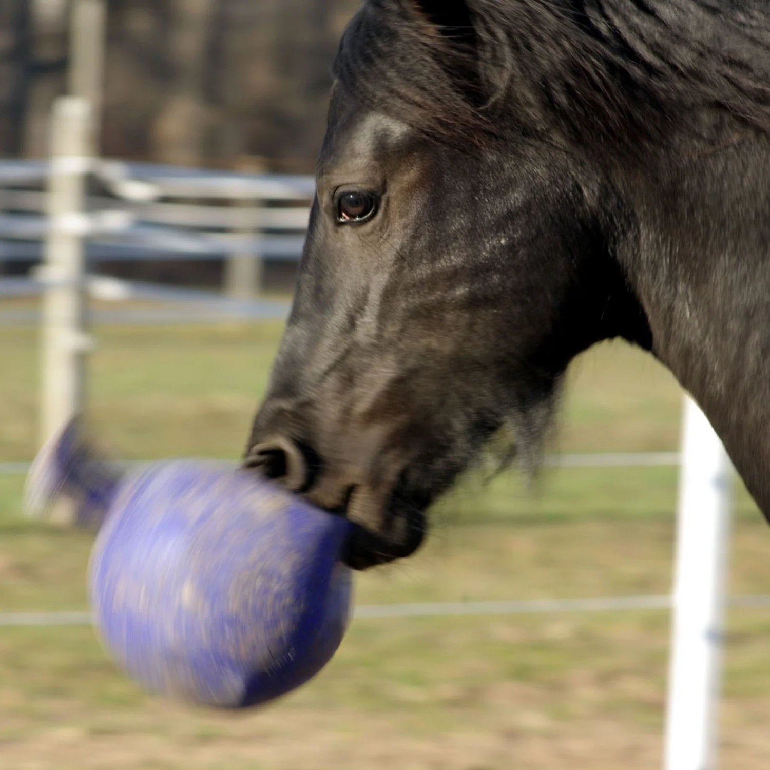Horsemen's Pride Jolly Ball - Image 7