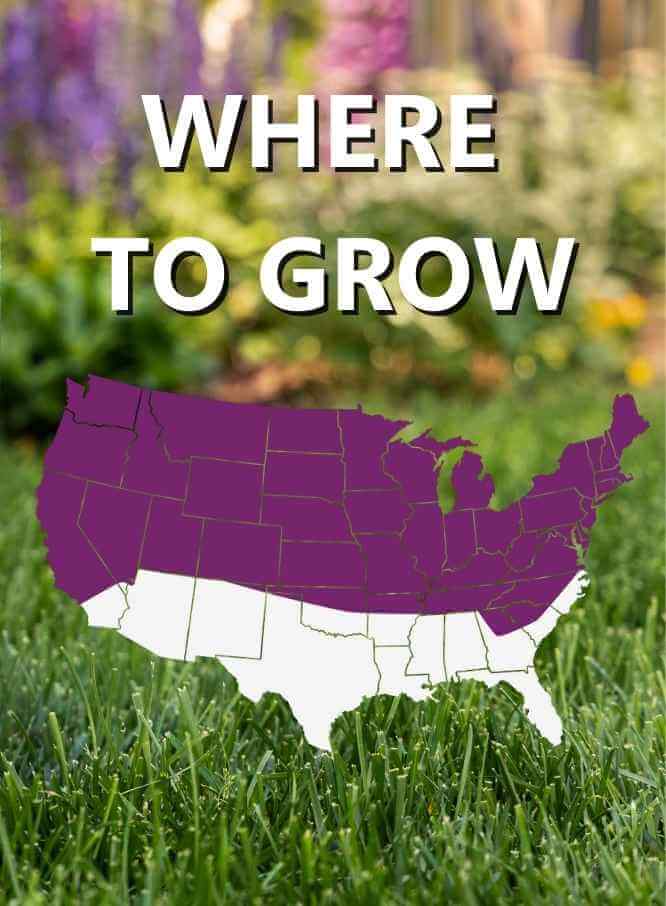 Jonathan Green Black Beauty® Heavy Traffic Grass Seed - Image 3